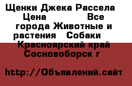 Щенки Джека Рассела › Цена ­ 10 000 - Все города Животные и растения » Собаки   . Красноярский край,Сосновоборск г.